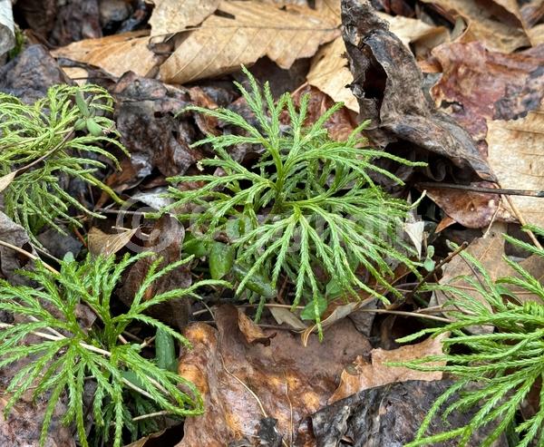 Evergreen; North American Native