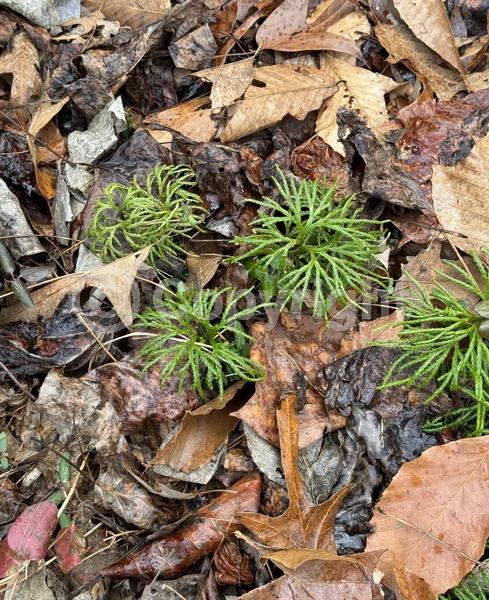 Evergreen; North American Native
