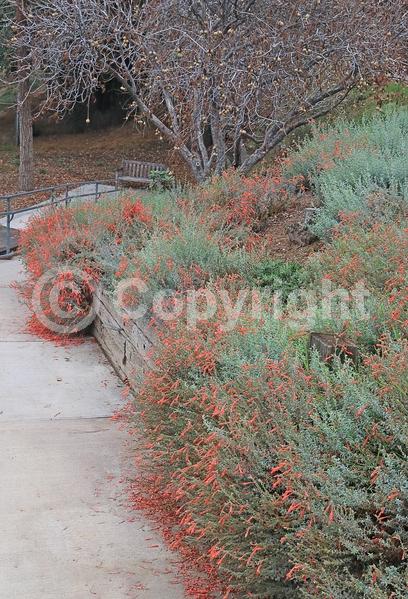 Red blooms; Orange blooms; North American Native