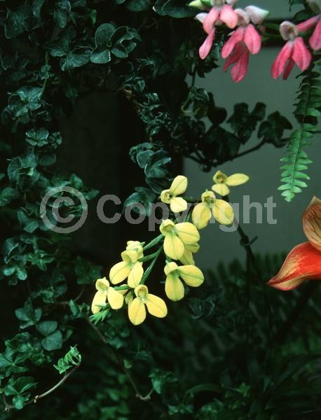 Yellow blooms; White blooms; Pink blooms; Evergreen