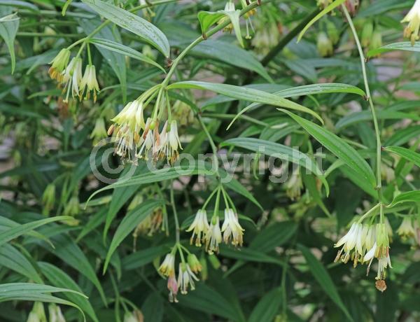 White blooms; Evergreen