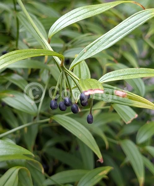 White blooms; Evergreen; Semi-evergreen