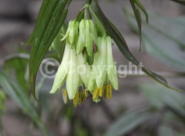 White blooms; Evergreen
