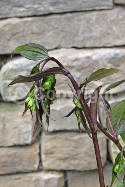 White blooms; Evergreen