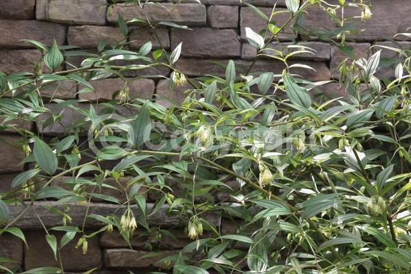 White blooms; Evergreen