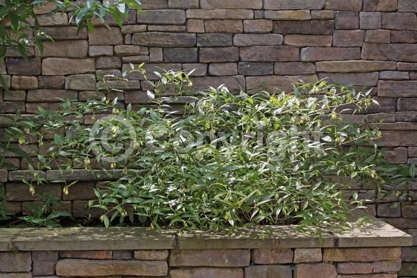 White blooms; Evergreen