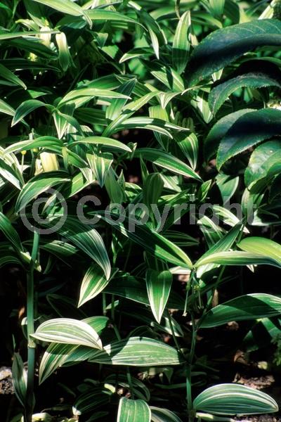 White blooms; Green blooms