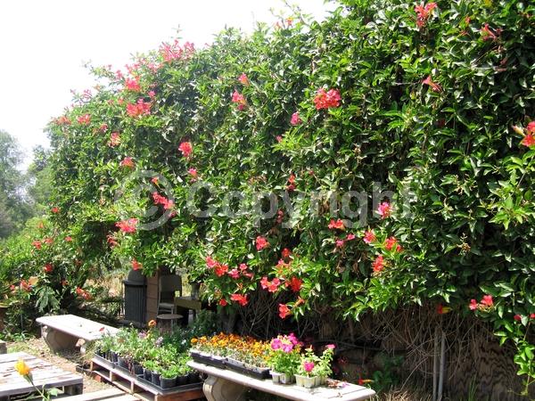 Red blooms; Orange blooms; Yellow blooms; Evergreen