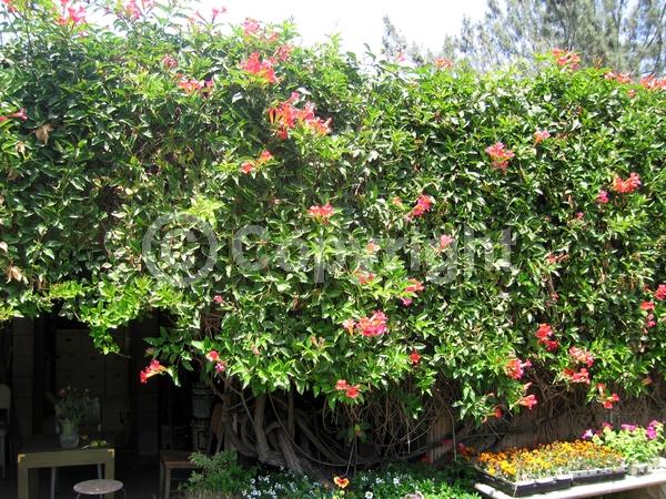 Red blooms; Orange blooms; Yellow blooms; Evergreen