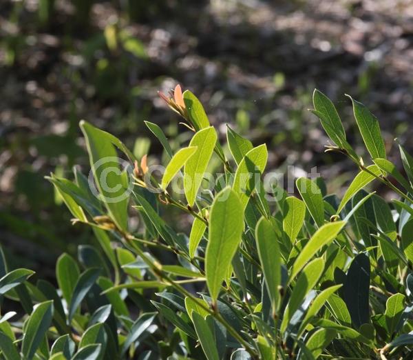 Red blooms; Deciduous