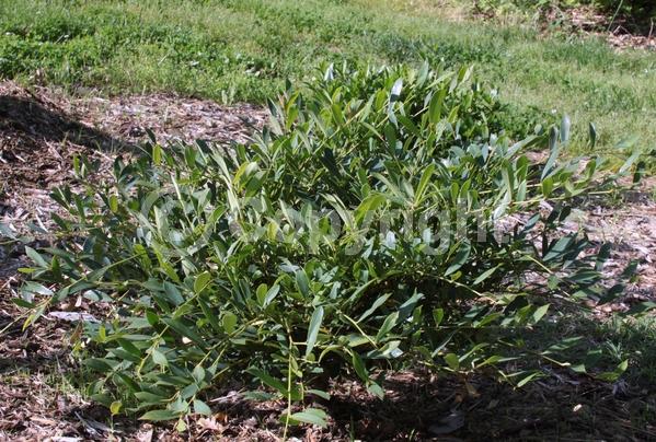 Red blooms; Deciduous