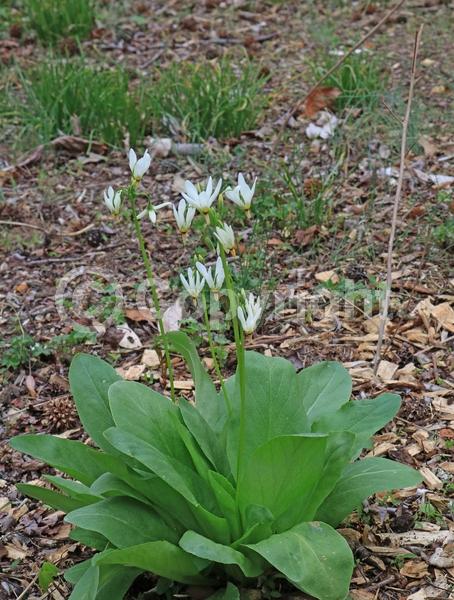 White blooms; Deciduous; North American Native