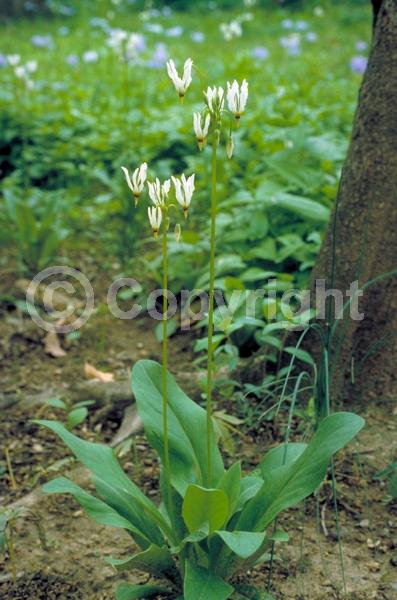 Purple blooms; White blooms; Pink blooms; Deciduous; North American Native