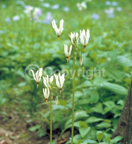 Purple blooms; White blooms; Pink blooms; Deciduous; North American Native