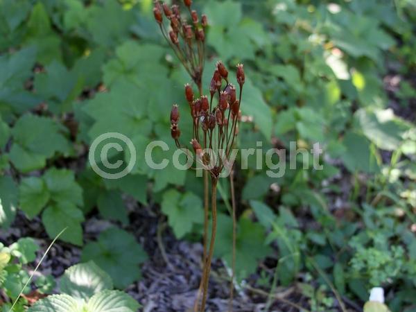 Purple blooms; White blooms; Pink blooms; Deciduous; North American Native