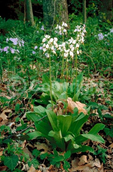 Purple blooms; White blooms; Pink blooms; Deciduous; North American Native