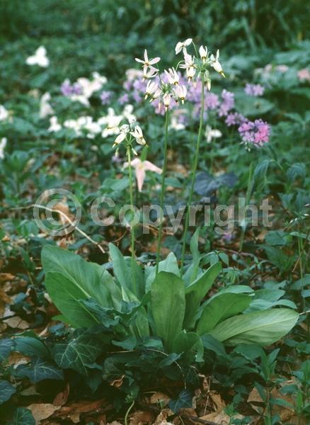 Purple blooms; White blooms; Pink blooms; Deciduous; North American Native