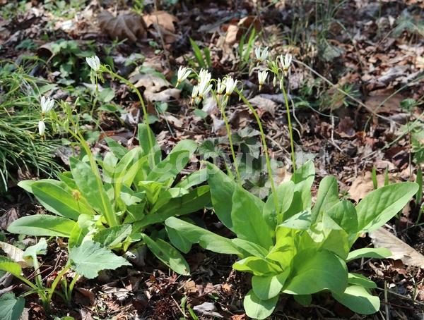Purple blooms; White blooms; Pink blooms; Deciduous; North American Native