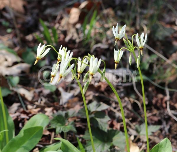 Purple blooms; White blooms; Pink blooms; Deciduous; North American Native