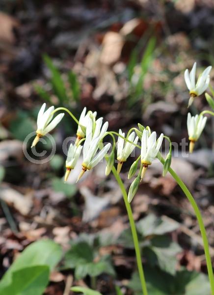 Purple blooms; White blooms; Pink blooms; Deciduous; North American Native