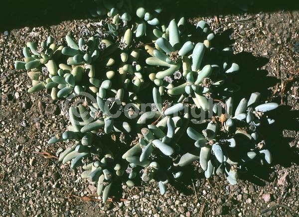 Pink blooms; Evergreen