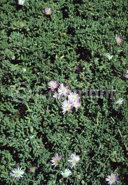 Purple blooms; Evergreen; Broadleaf