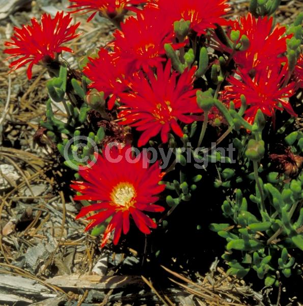Red blooms; Evergreen; Needles or needle-like leaf