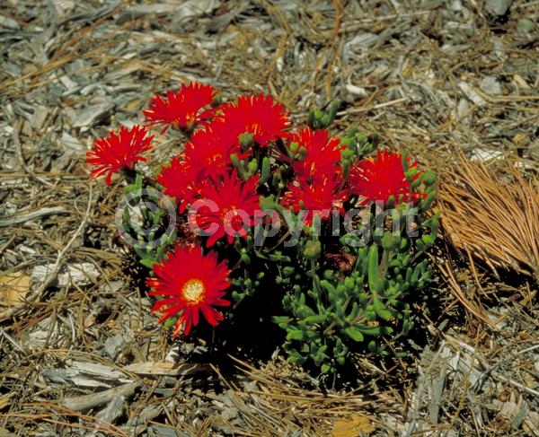 Red blooms; Evergreen; Needles or needle-like leaf