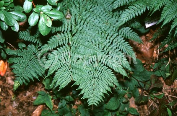 Semi-evergreen; North American Native