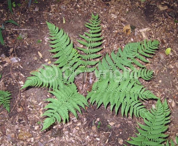 Evergreen; North American Native