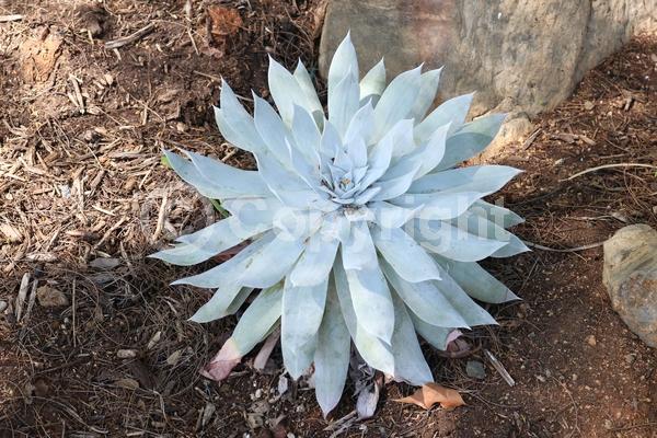 Yellow blooms; North American Native