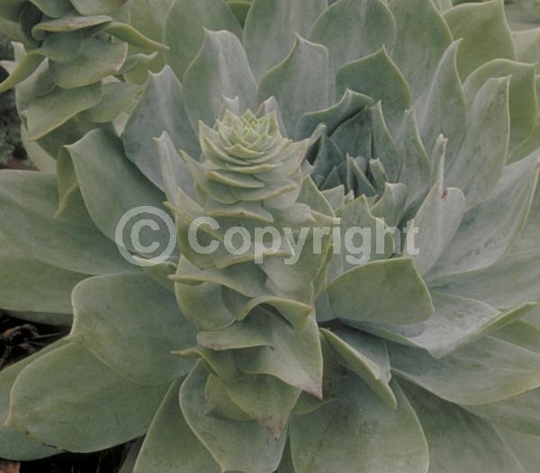 White blooms; Evergreen; Needles or needle-like leaf