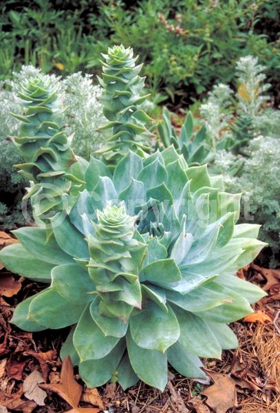 White blooms; Evergreen; Needles or needle-like leaf