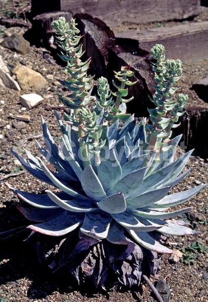 Yellow blooms; North American Native
