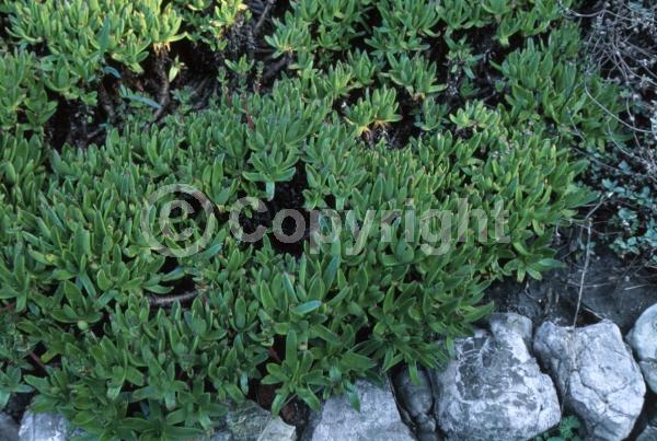 Yellow blooms; North American Native