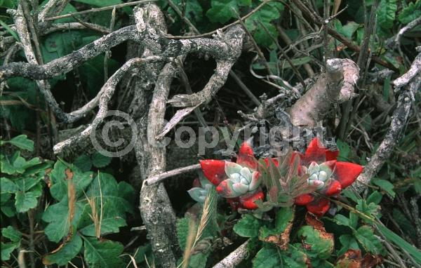 Yellow blooms; North American Native