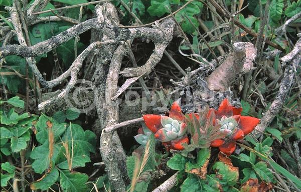 Yellow blooms; North American Native
