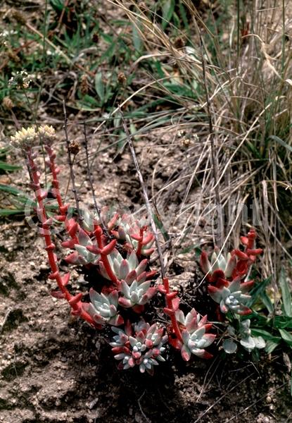 Yellow blooms; North American Native