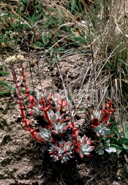 Yellow blooms; North American Native