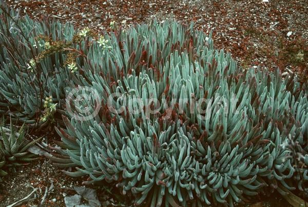 White blooms; Evergreen