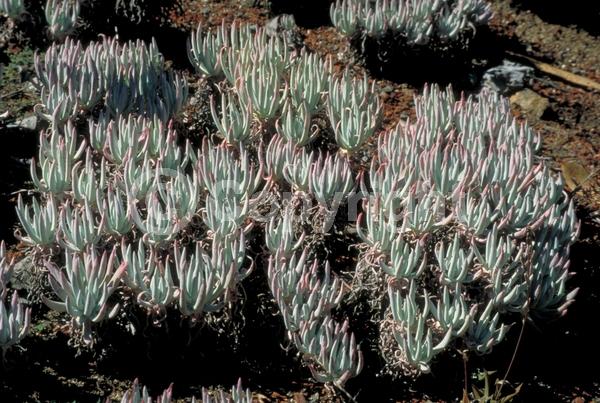 White blooms; Evergreen