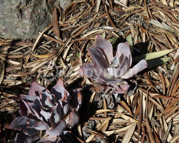 Red blooms; Orange blooms; Evergreen; North American Native