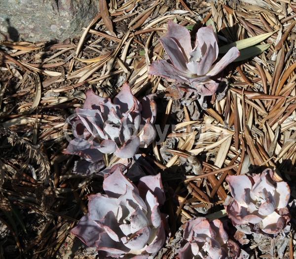 Red blooms; Orange blooms; Evergreen; North American Native