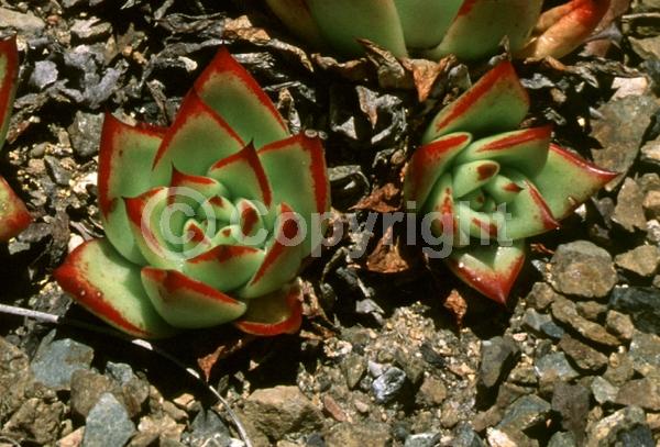 Red blooms; North American Native