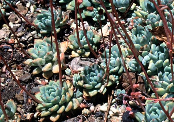 Pink blooms; North American Native