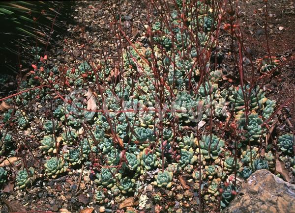 Pink blooms; North American Native
