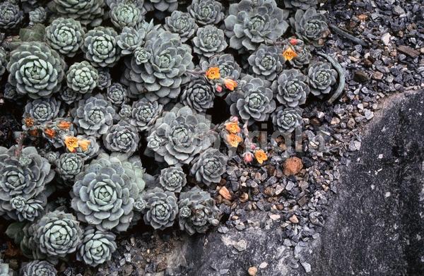 Orange blooms; North American Native