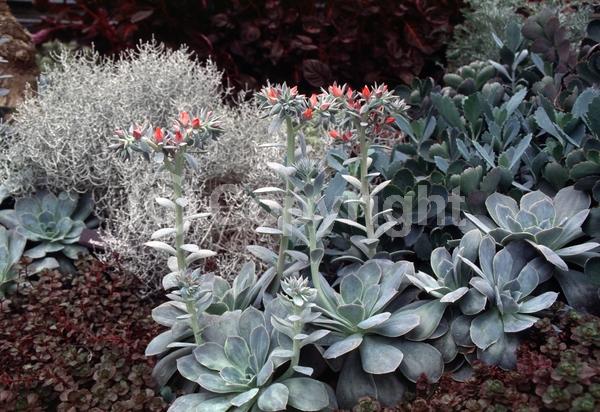 Pink blooms; Evergreen; North American Native