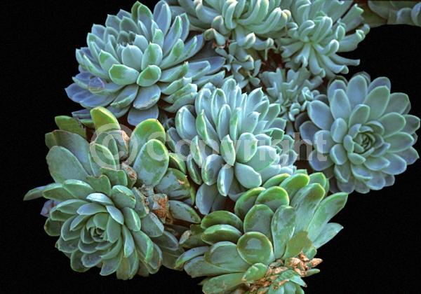 Pink blooms; North American Native