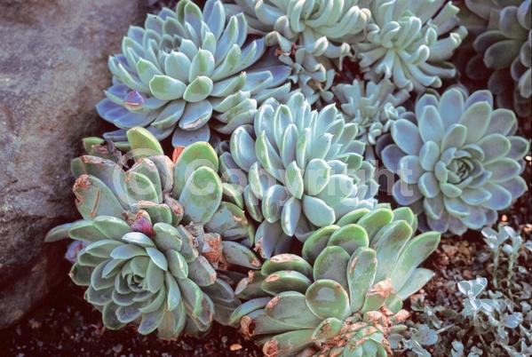 Pink blooms; North American Native